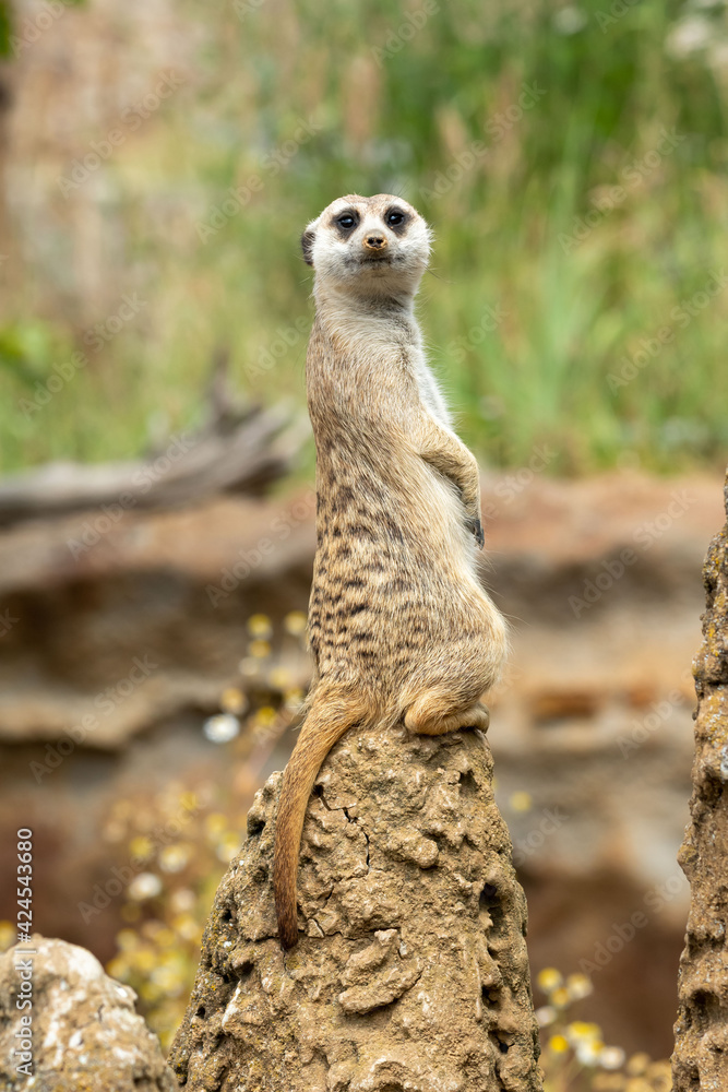 Fototapeta premium Meerkat that patrols erected on guard