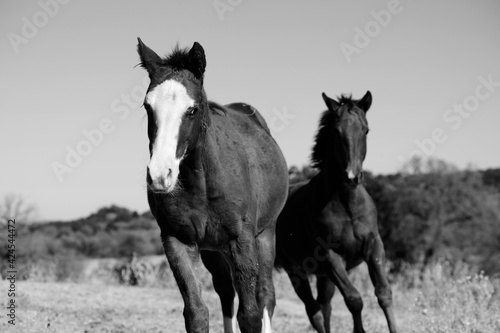 Young horses running through rural field in rustic black and white with Texas landscape background.
