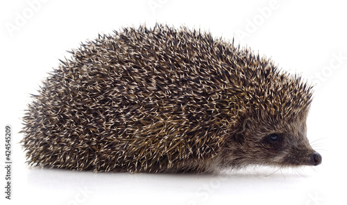 One little brown hedgehog.