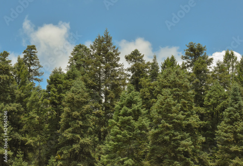 Pinos con cielo azul y nubes 