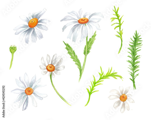 watercolor colorful set with spring and summer flowers. White background