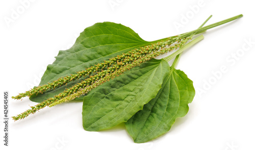 Green leaf of plantain. photo