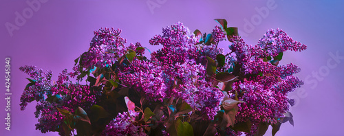 Blurred lilac flowers on violet background close up