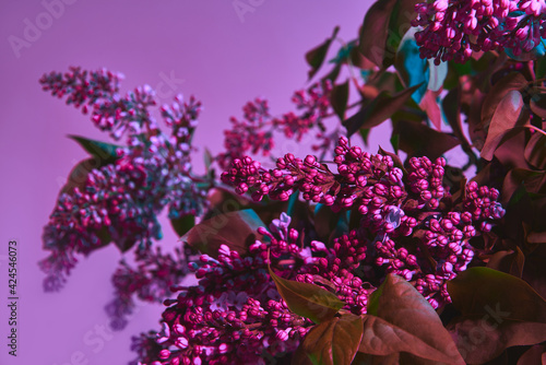 Blooming lilac on macro