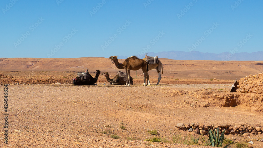 Camels resting in Atlas Mountains, Morocco on North Africa. Travel background. Camels resting in Atlas Mountains, Morocco on North Africa. Travel background.
