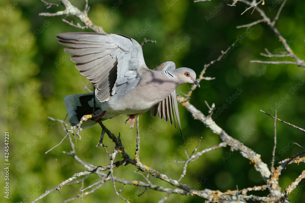 Fototapeta premium European Turtle Dove (Streptopelia turtur) - Pyrenees-Orientales, France