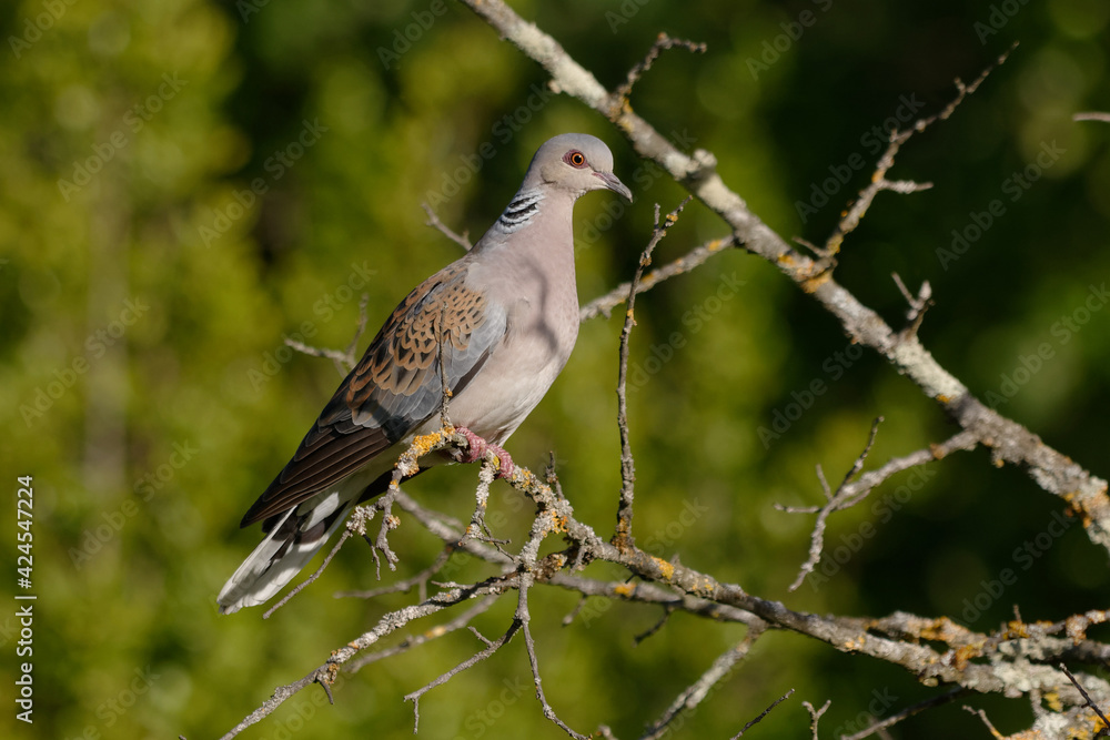 European Turtle Dove (Streptopelia turtur) - Pyrenees-Orientales, France European Turtle Dove (Streptopelia turtur) - Pyrenees-Orientales, France