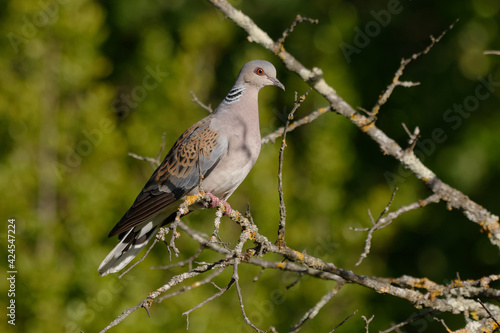 European Turtle Dove (Streptopelia turtur) - Pyrenees-Orientales, France
