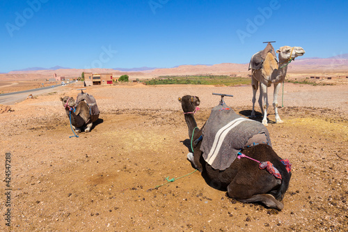 Dromedaries resting waiting for tourists by the road in Atlas Mountains  Morocco