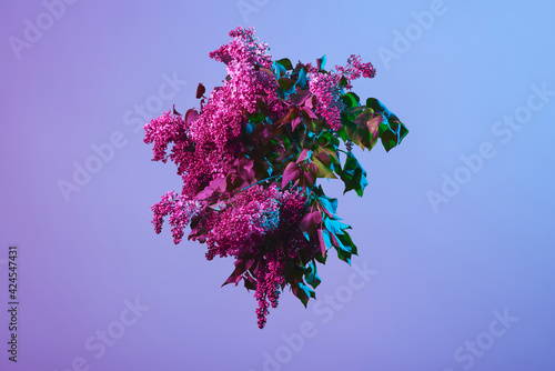 flowers of lilac in the air isolated on blue background