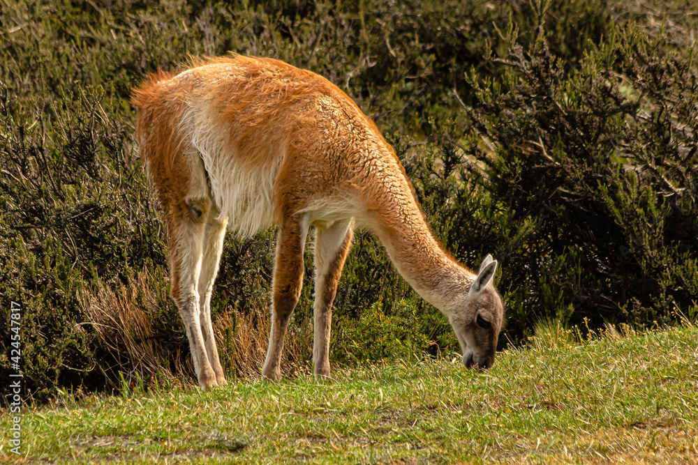 guanaco pastando pacificamente na grama verde com vegetação ao fundo guanaco pastando pacificamente na grama verde com vegetação ao fundo