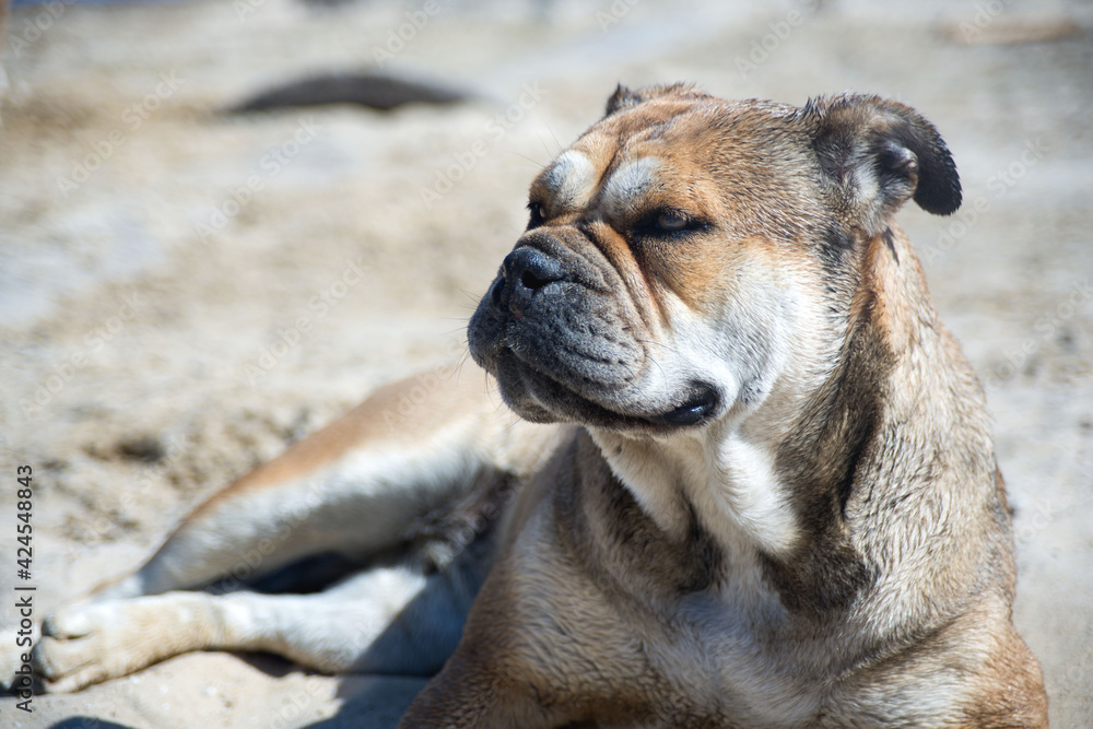 Obraz premium A large dog of the old English Mastiff breed lies on the sand after a walk. Pets.