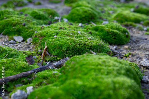 bright green moss covering rocks in the wild