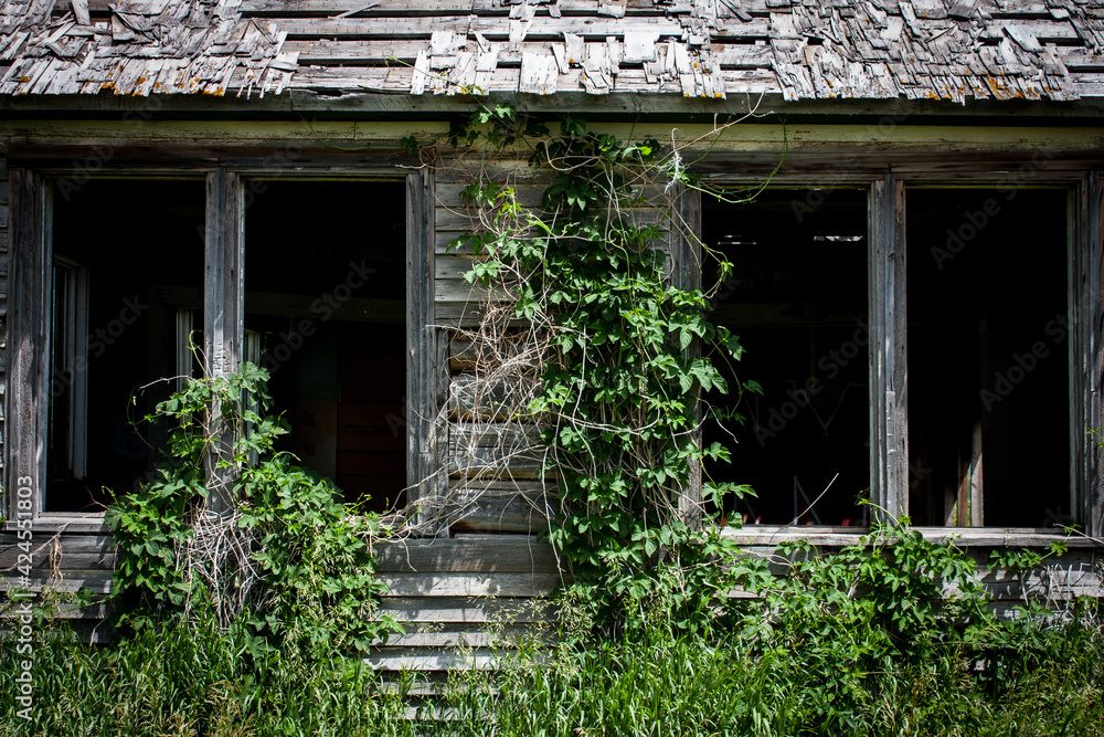 Fototapeta premium Ivy and weeds overgrowing an old wood clad homestead