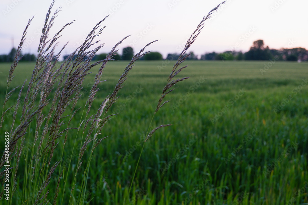 Obraz premium Summer landscape. Blooming cereal grasses on the background of a field of green wheat.