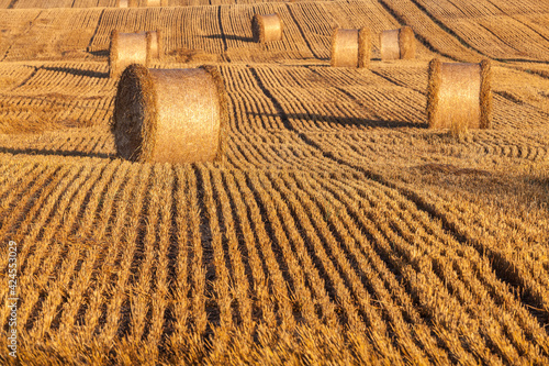 Fototapeta Naklejka Na Ścianę i Meble -  View of the Masurian fields.