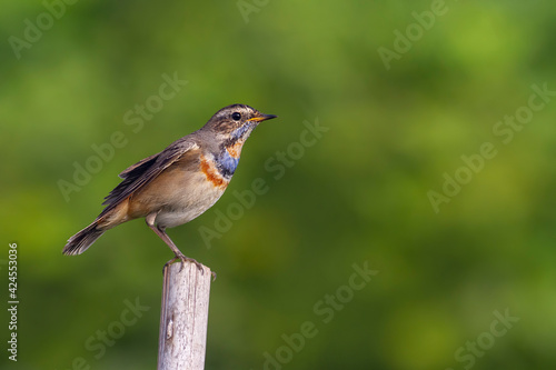 Bluethroat. The bluethroat is a small passerine bird that was formerly classed as a member of the thrush family Turdidae, but is now more generally considered to be an Old World flycatcher.