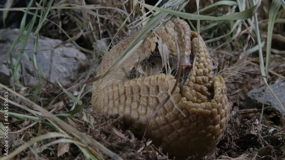 Rolled up armadillo eating on his back using his defence mechanism