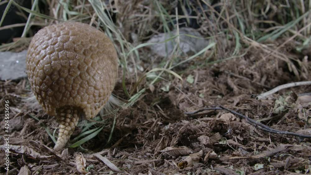 Armadillo eats and turns around in forest Biology Diagrams