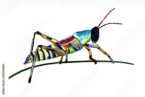 An illustration of a rainbow Grasshopper is a colorful tropical animal. Exotic wild insect in watercolor style, isolated on a white background. For a background, wrapper pattern, or tattoo.