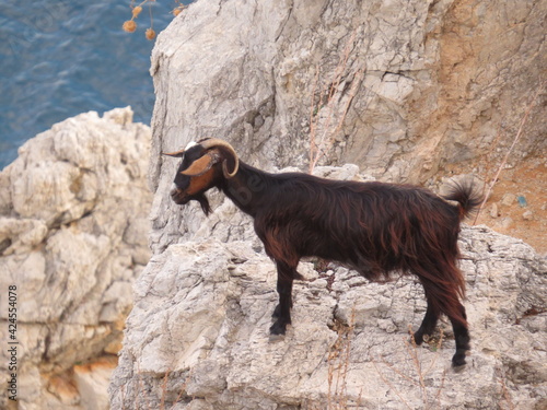 goat on the rock © Юрий Костюков