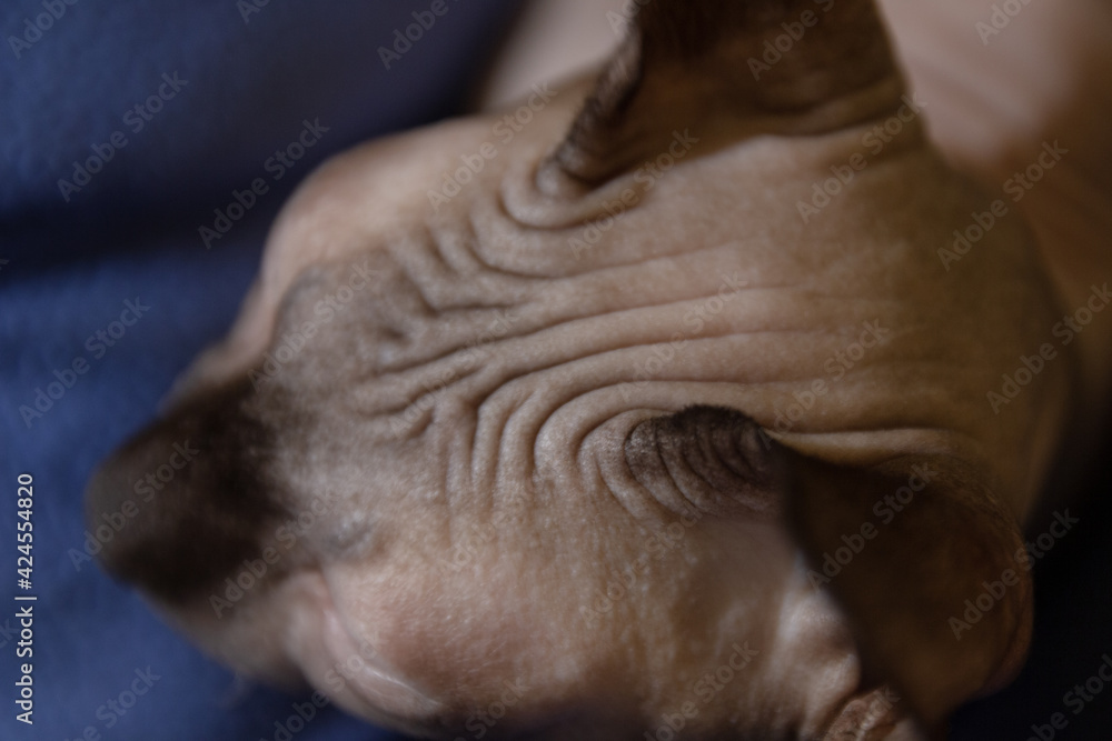 Domestic cat of the Sphynx breed with blue eyes. Hypoallergenic cats without hair, pets. Domestic cat of the Sphynx breed with blue eyes. Hypoallergenic cats without hair, pets.