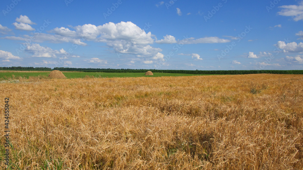 Blue sky over a vast field of ripe barley. Farm land. Picturesque area. Barley cereal fields with blue sky on a sunny summer day before harvest.