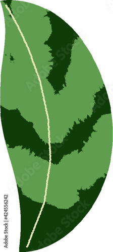 Hoja calathea, botánico y natural.