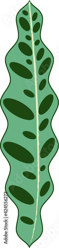 Hoja calathea, botánico y natural.