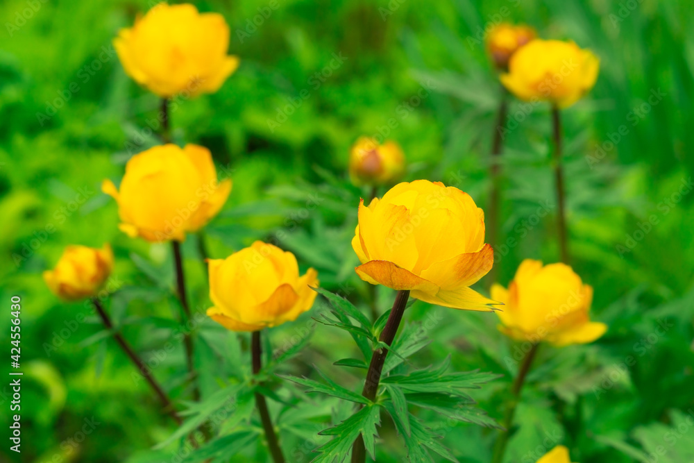 Fototapeta premium Blooming bush of the Trollius (globeflower, globe flower) in the garden. Beautiful orange flowers on a spring day. Natural floral background