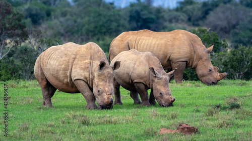 Dehorned white rhino family grazing in the wild