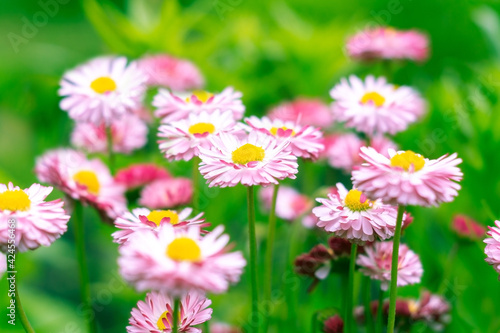 Glade with pink daisies (Bellis) in the spring garden. Natural flower background