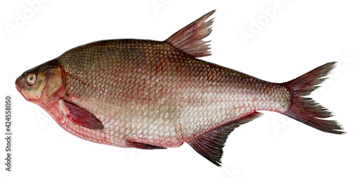 Fresh fish bream with caviar isolated on white backdrop. Abramis brama. Live fish.