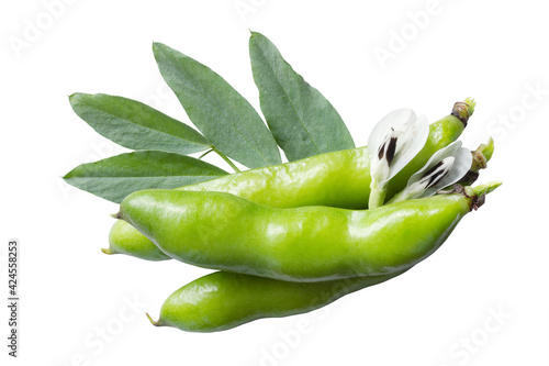 Green pods of broad beans (Vicia faba) with foliage and flowers isolated on white background