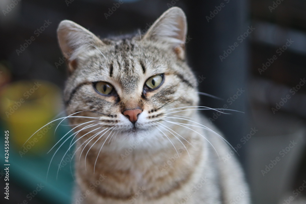 portrait of a cat