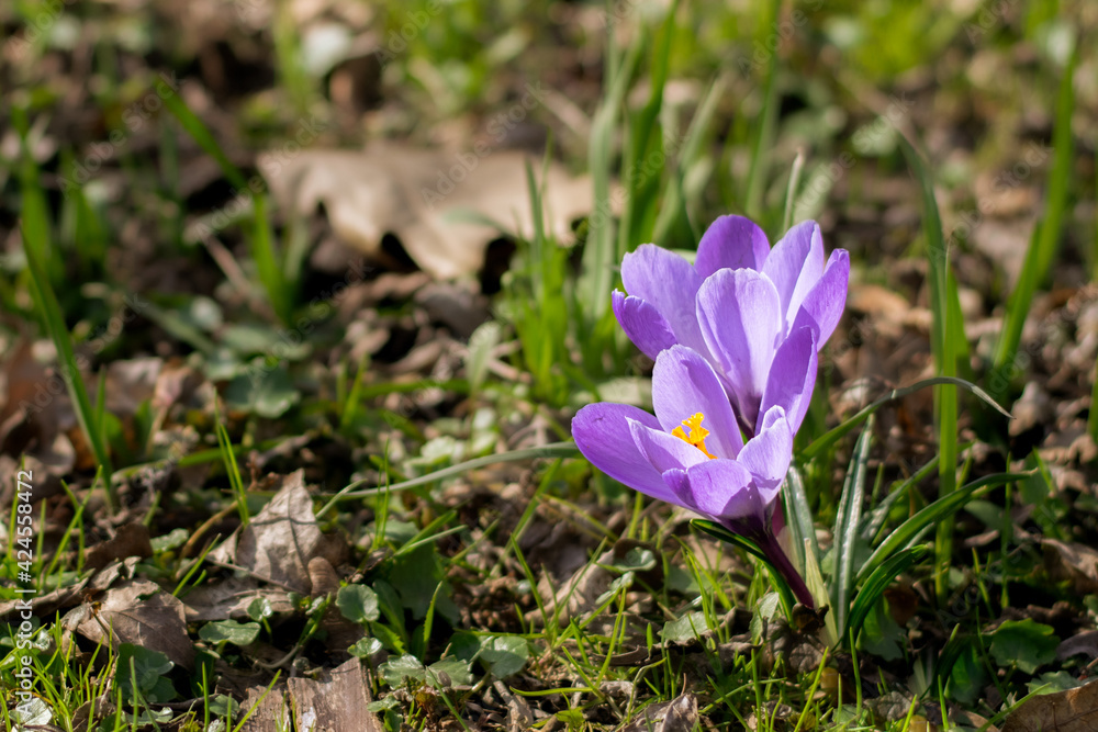 Beautiful purple crocus flowers Beautiful purple crocus flowers