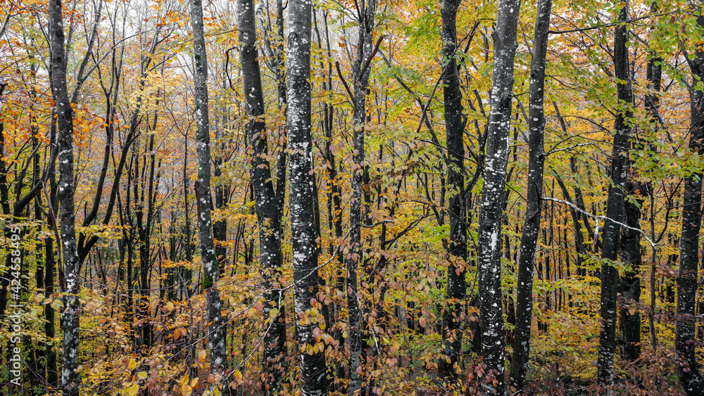 autumn in the forest autumn in the forest