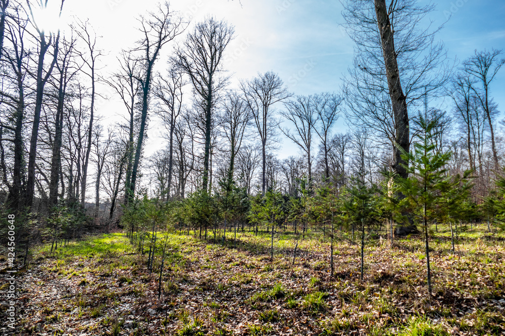 Wiederaufforstung durch Anpflanzung von Jungbäumen im Mischwald Wiederaufforstung durch Anpflanzung von Jungbäumen im Mischwald