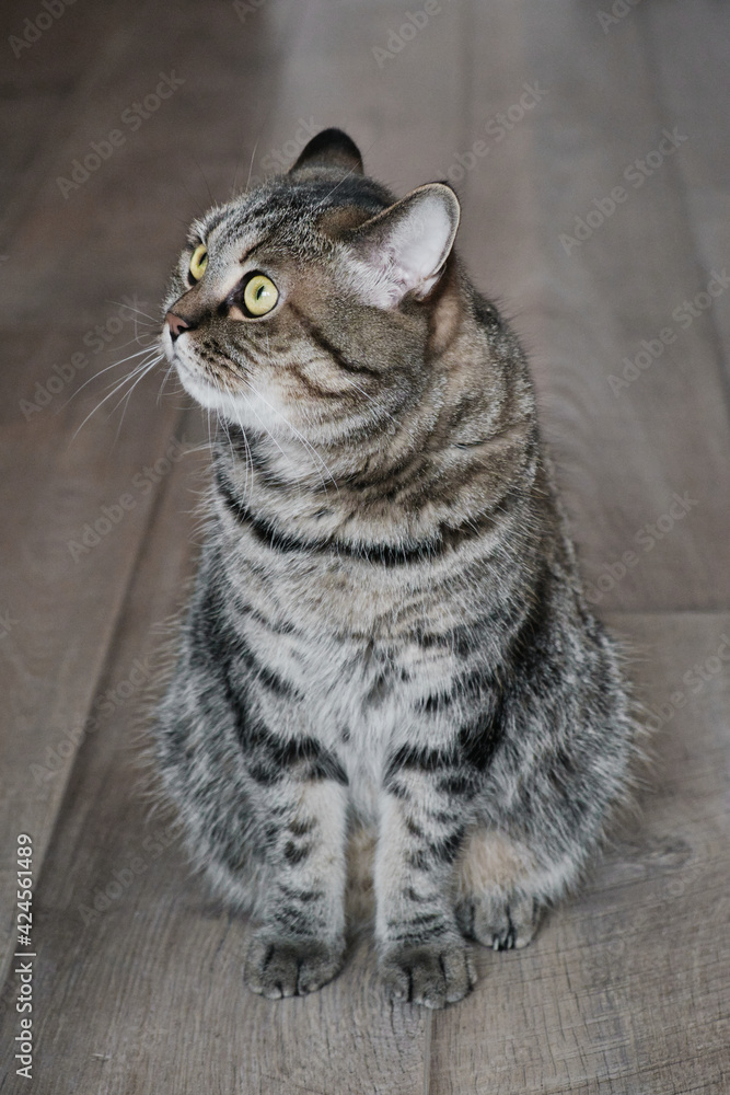 Serious cat sitting on wooden flor and looking away. Portrait of domestic cat. Serious cat sitting on wooden flor and looking away. Portrait of domestic cat.