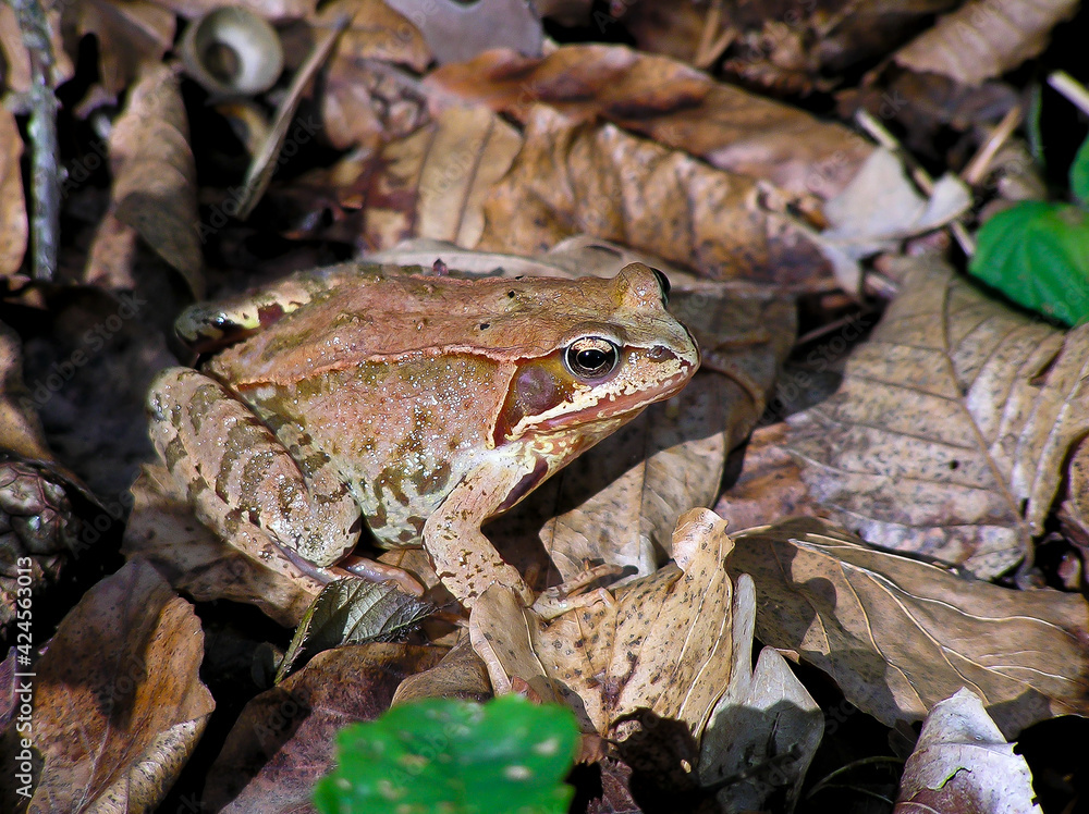 The frog sits in the forest on old foliage The frog sits in the forest on old foliage