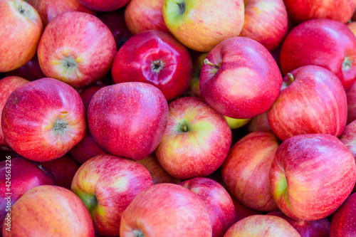 Fresh, juicy apples plucked from trees. Apples are healthy and full of vitamins