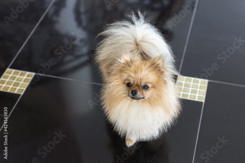 Portrait of small fluffy decorative Pomeranian Spitz with funny face, creamy beige color stands on shiny glossy black floor, on daytime. Concept life with animals,travel, little friends. Horizontal