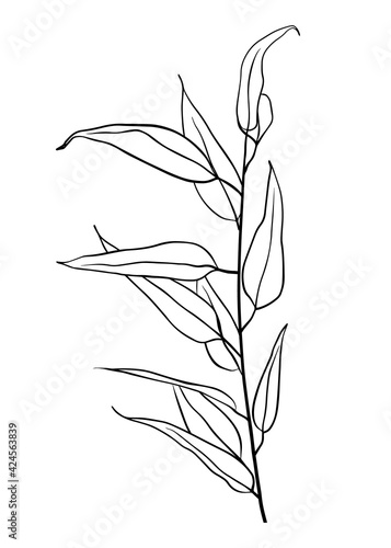 Fototapeta Naklejka Na Ścianę i Meble -  A branch of eucalyptus. Contour drawing by hand. Doodle style.