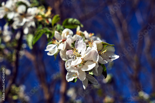 Blooming fruit tree flowers