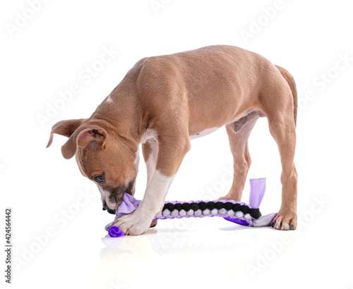 3 month old American Staffordshire Terrierplaying with a woven fabric toy