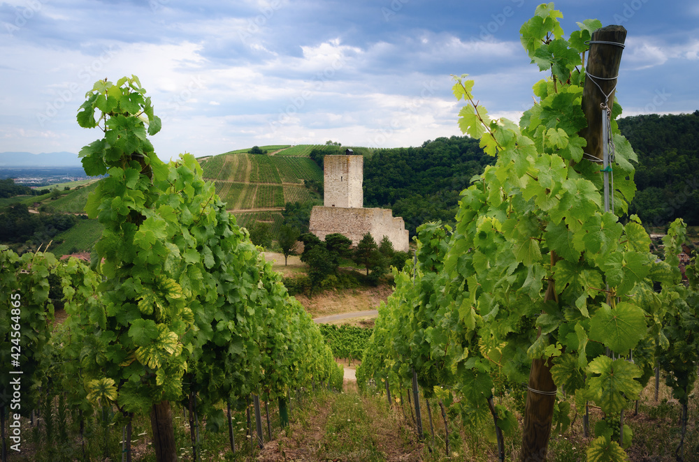 Fototapeta premium Summer view between the vines of the ruins of Chateau de Wineck, ancient abandoned castle in the vineyard of Katzenthal, famous winemaking village in Alsace, near Colmar and Keysersberg (France)