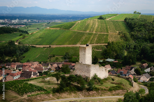 Summer view between the vines of the ruins of Chateau de Wineck, ancient abandoned castle in the vineyard of Katzenthal, famous winemaking village in Alsace, near Colmar and Keysersberg (France) photo