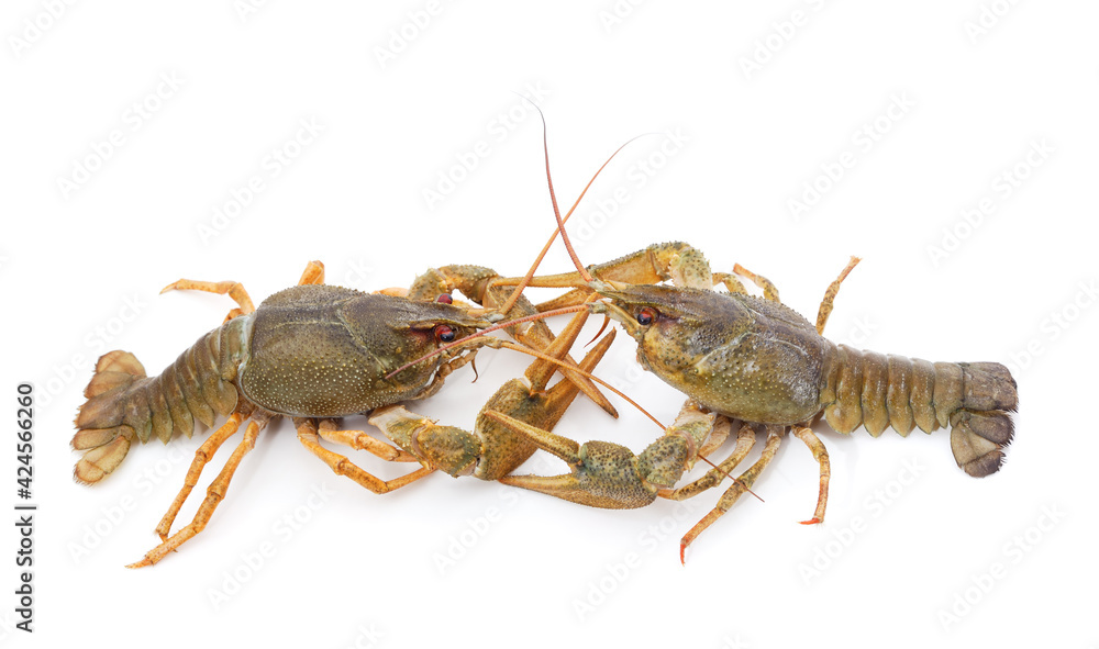 Two green crayfish look at each other. Two green crayfish look at each other.