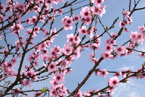Zrenjanin Serbia Almond tree blossomed