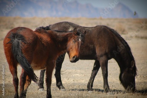 Wallpaper Mural horse and foal Torontodigital.ca